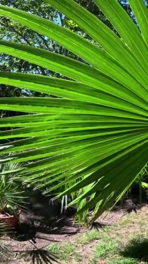 Avuç içlerinin tüylü yaprakları bahçede mavi gökyüzüne karşı