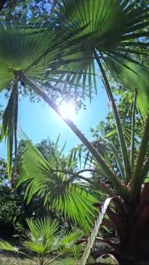 Yaprakların doğal deseni, gökyüzüne karşı yeşil palmiye yaprakları ve bahçede bitki örtüsü.