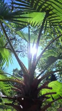 Avuç içlerinin tüylü yaprakları bahçede mavi gökyüzüne karşı