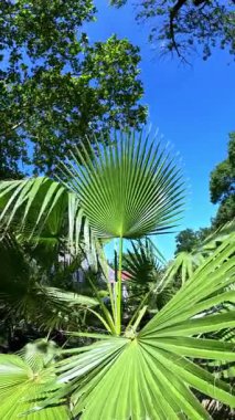 Yaprakların doğal deseni, gökyüzüne karşı yeşil palmiye yaprakları ve bahçede bitki örtüsü.