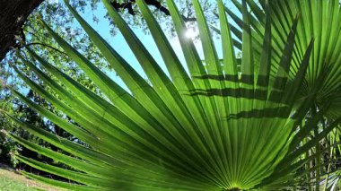 Avuç içlerinin tüylü yaprakları bahçede mavi gökyüzüne karşı