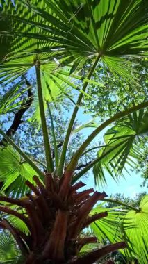 Yaprakların doğal deseni, gökyüzüne karşı yeşil palmiye yaprakları ve bahçede bitki örtüsü.