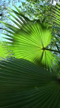 Yaprakların doğal deseni, gökyüzüne karşı yeşil palmiye yaprakları ve bahçede bitki örtüsü.