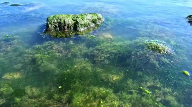 Yeşil algler Enteromorpha bağırsakları kıyıya yakın kayalıklarda yetişir.