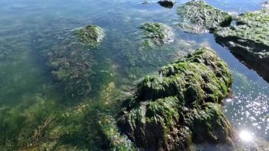 Yeşil algler Enteromorpha bağırsakları kıyıya yakın kayalıklarda yetişir.