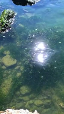 Yeşil algler Enteromorpha bağırsakları kıyıya yakın kayalıklarda yetişir.