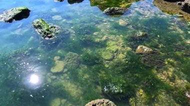 Yeşil algler Enteromorpha bağırsakları kıyıya yakın kayalıklarda yetişir.