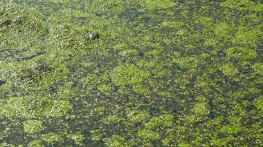 Su bitkileri, köksüz ördek otu, kurt ishal ve ördek otu Lemna Turiyonifera.