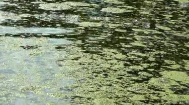 Kirli bir ötrofik gölün yüzeyinde yüzen doğal arka plan, ördek otu ve Wolffia arrhiza bitkileri.