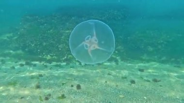 Ay denizanası Aurelia aurita denizanası Karadeniz kıyısındaki su kolunda yüzer.