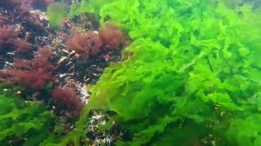 Karadeniz 'in dibindeki deniz yosunları, kıyıya yakın kayalıklardaki yeşil ve kırmızı alglerden oluşan sualtı manzarası, Odessa Körfezi.