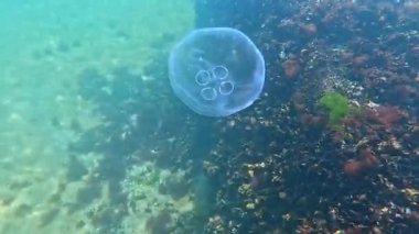 Ay denizanası Aurelia aurita denizanası Karadeniz kıyısındaki su kolunda yüzer.