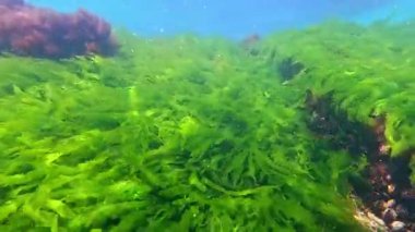 Karadeniz 'in dibindeki deniz yosunları, kıyıya yakın kayalıklardaki yeşil ve kırmızı alglerden oluşan sualtı manzarası, Odessa Körfezi.