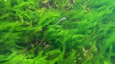 Uzun burunlu deniz atı - Hipokampüs hipokampüsü, makro yosunların arka planında yüzer