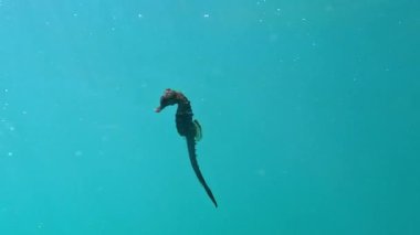 Uzun burunlu deniz atı hipokampüsü Karadeniz 'deki su kolunda yüzer.