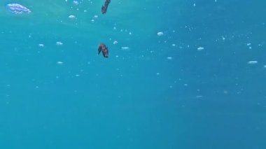 Uzun burunlu deniz atı hipokampüsü Karadeniz 'deki su kolunda yüzer.