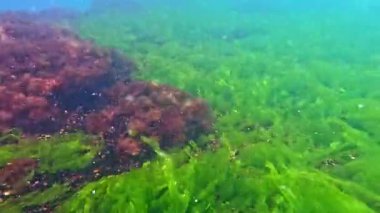 Karadeniz 'in dibindeki yosunlar kıyıya yakın kayalıklarda yeşil ve kırmızı alglerden oluşan sualtı manzarası.