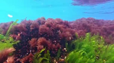 Karadeniz 'in dibindeki yosunlar kıyıya yakın kayalıklarda yeşil ve kırmızı alglerden oluşan sualtı manzarası.