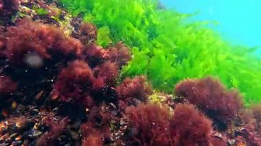 Karadeniz 'in dibindeki yosunlar kıyıya yakın kayalıklarda yeşil ve kırmızı alglerden oluşan sualtı manzarası.
