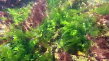 Deniz yosunu, yeşil alg Ulva lactuca Karadeniz kıyısındaki kayalıklarda, yenilebilir yeşil alg fotosentezi.