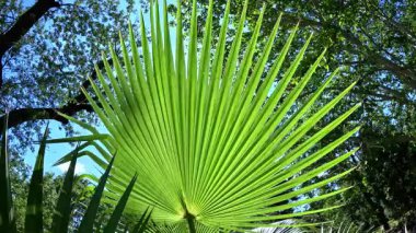 Avuç içlerinin tüylü yaprakları bahçede mavi gökyüzüne karşı