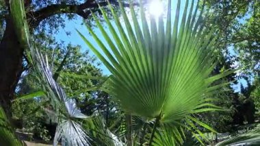 Avuç içlerinin tüylü yaprakları bahçede mavi gökyüzüne karşı