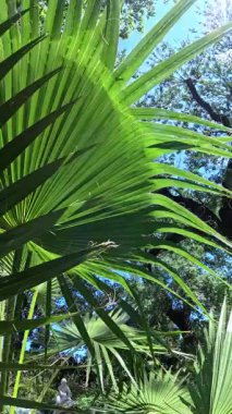 Avuç içlerinin tüylü yaprakları bahçede mavi gökyüzüne karşı