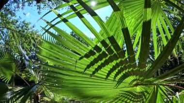 Avuç içlerinin tüylü yaprakları bahçede mavi gökyüzüne karşı