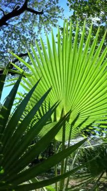 Avuç içlerinin tüylü yaprakları bahçede mavi gökyüzüne karşı