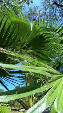 Avuç içlerinin tüylü yaprakları bahçede mavi gökyüzüne karşı