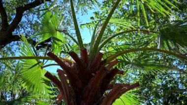 Avuç içlerinin tüylü yaprakları bahçede mavi gökyüzüne karşı