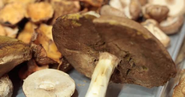 在准备美味蘑菇菜肴的过程中 各种森林蘑菇被洗净并准备切片 健康素食 — 图库视频影像
