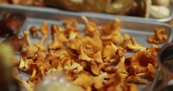 Verschiedene Waldpilze Werden Gewaschen Und Scheiben Geschnitten Köstliche Pilzgerichte Zuzubereiten — Stockvideo