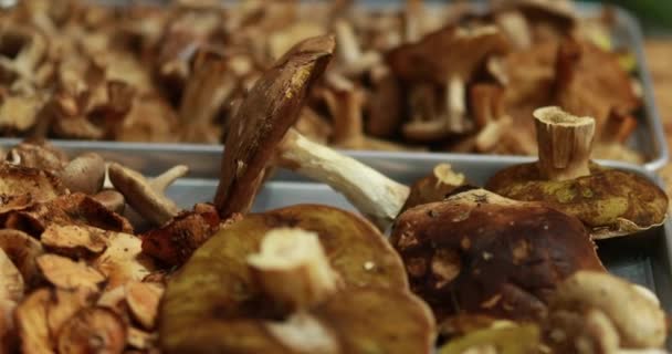 在准备美味蘑菇菜肴的过程中 各种森林蘑菇被洗净并准备切片 健康素食 — 图库视频影像