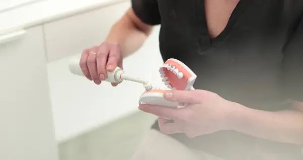 The dentist\'s hands show on the artificial jaw the rule of brushing the teeth, the treatment process, and the care of the teeth. Healthcare and dentistry concept.