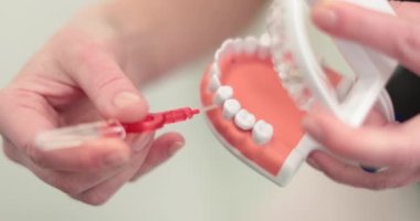 Dişçinin elleri yapay çene üzerinde dişleri fırçalama kuralını, tedavi sürecini ve dişlerin bakımını gösterir. Sağlık ve dişçilik kavramı.