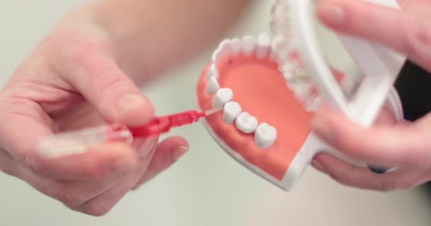 歯科医の手は人工顎に歯を磨くルール 治療プロセス 歯のケアを示しています 歯科コンセプト — ストック動画