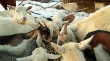 Güzel keçiler karlı kırsalda açık alanda yemek yerler. Ev, özel ekonomi.