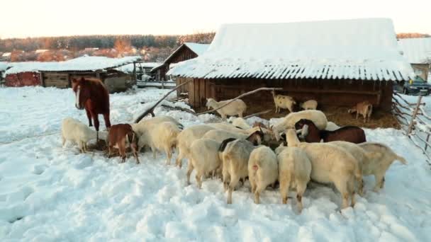 田舎のヤギたち ヤギは餌をあげるために一箇所に集まっています 多くのヤギが村の村の家の近くで食べる — ストック動画