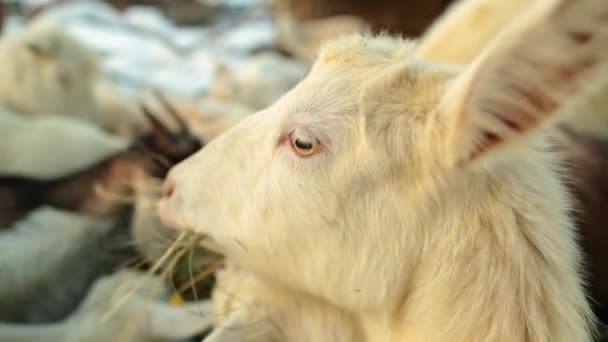 Schöne Ziegen Fressen Auf Dem Offenen Platz Der Verschneiten Landschaft — Stockvideo