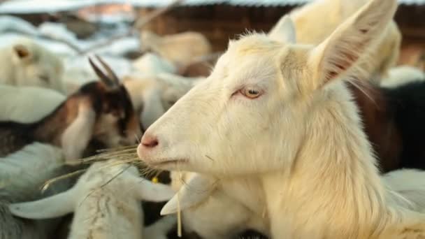 美丽的山羊在雪地里的空地上吃东西 私营经济 — 图库视频影像