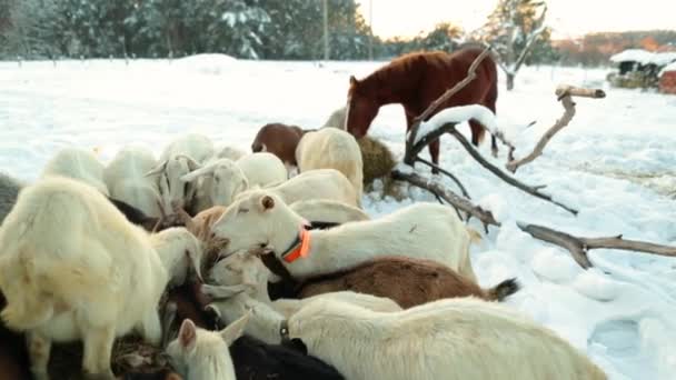 Belles Chèvres Mangent Dans Espace Ouvert Dans Campagne Enneigée Accueil — Video