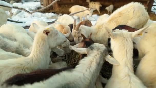 Όμορφες Κατσίκες Τρώνε Στον Ανοιχτό Χώρο Στην Χιονισμένη Ύπαιθρο Σπίτι — Αρχείο Βίντεο