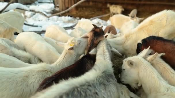 雪の多い田舎のオープンスペースで 美しいヤギが食べています ホーム 民間経済 — ストック動画