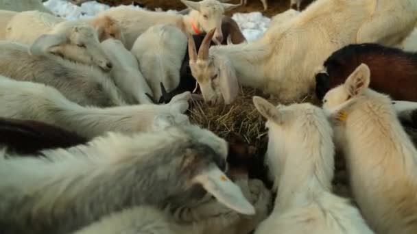 Piękne Kozy Jedzą Otwartej Przestrzeni Zaśnieżonej Wsi Dom Gospodarka Prywatna — Wideo stockowe