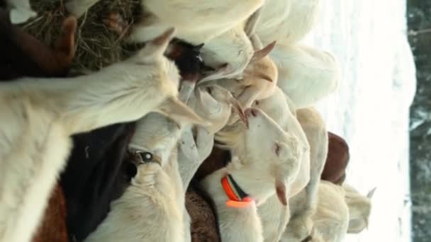 Pionowy Strzał Kozy Wsi Kozy Zbierają Się Jednym Miejscu Karmienia — Wideo stockowe