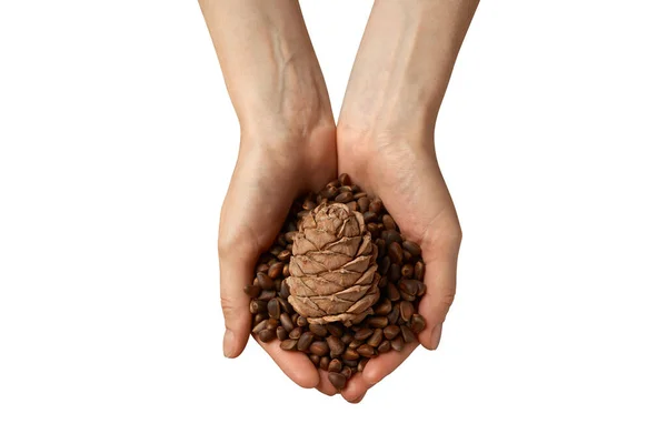Pine nuts in shell. Hands holding ripe pine nuts top view, nature and heathy lifestyle.
