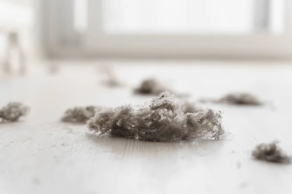 House dust on white floor, Home cleaning, Hygiene.