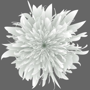 İzole edilmiş kasımpatı çiçeği. İzole edilmiş lonca çiçeği. Harika bir çiçek. Mandala. Floresan çiçekleri. Neon işareti. Işıldayan neon. Vektör Mandala izole edildi. Vektör illüstrasyonu.