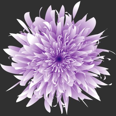 İzole edilmiş kasımpatı çiçeği. İzole edilmiş lonca çiçeği. Harika bir çiçek. Mandala. Floresan çiçekleri. Neon işareti. Işıldayan neon. Vektör Mandala izole edildi. Vektör illüstrasyonu.